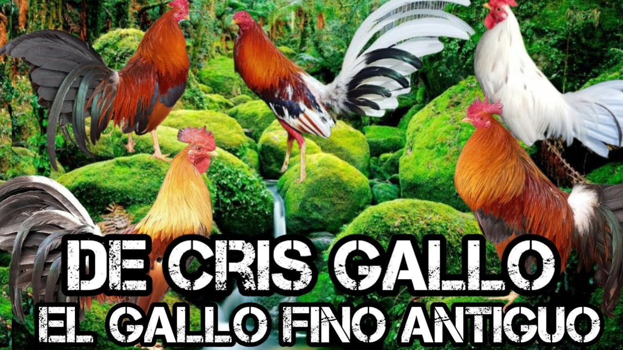 No perdamos el amor por el Gallo fino tratemos de preservar esta rasa que no a costado tanto