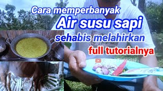 cara bikin Ron Ronan sapi Memperbanyak Air susu sehabis Melahirkan