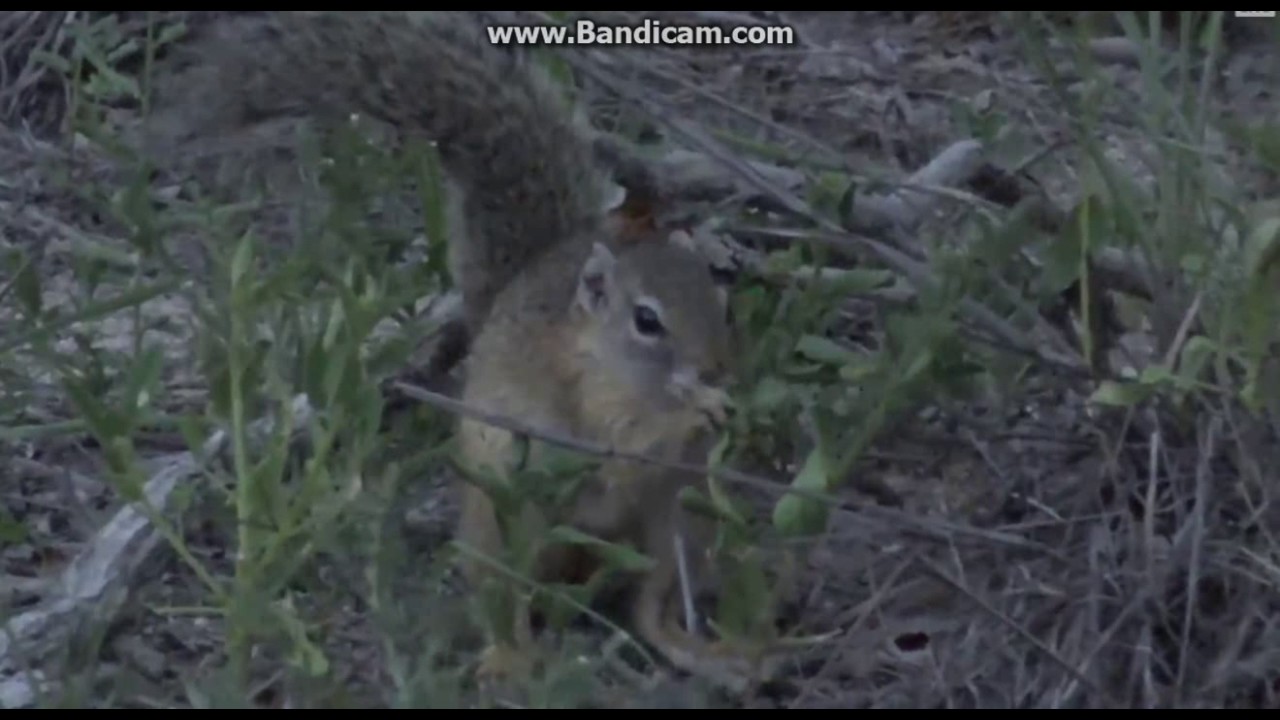 Paraxerus cepapi –