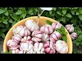 Sarımsaq turşusu. Sarımsak turşusu. Garlic. 