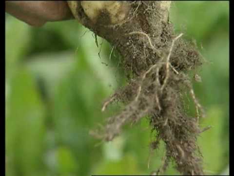 Video: Beet Rhizomania