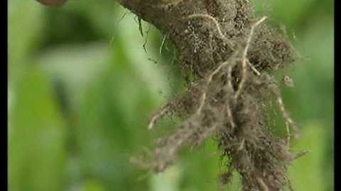 Rhizomania Preview Clip