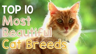 Top 10 Most Beautiful Cat Breeds  Cuddly Critters TV