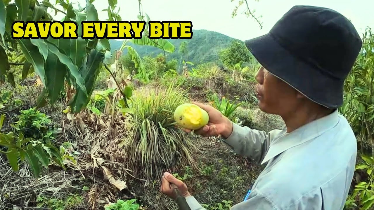 SAVOR EVERY BITE: Fresh Mangoes Straight from Nature's Garden - YouTube