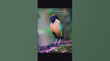 حالات واتس  تلاوة هادئة تريح الأعصاب 🥺#تلاوات_خاشعة