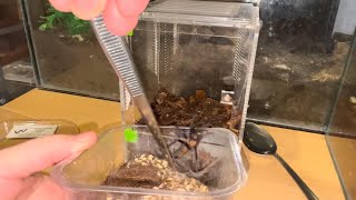 Rehoming A Funnel Web Spider