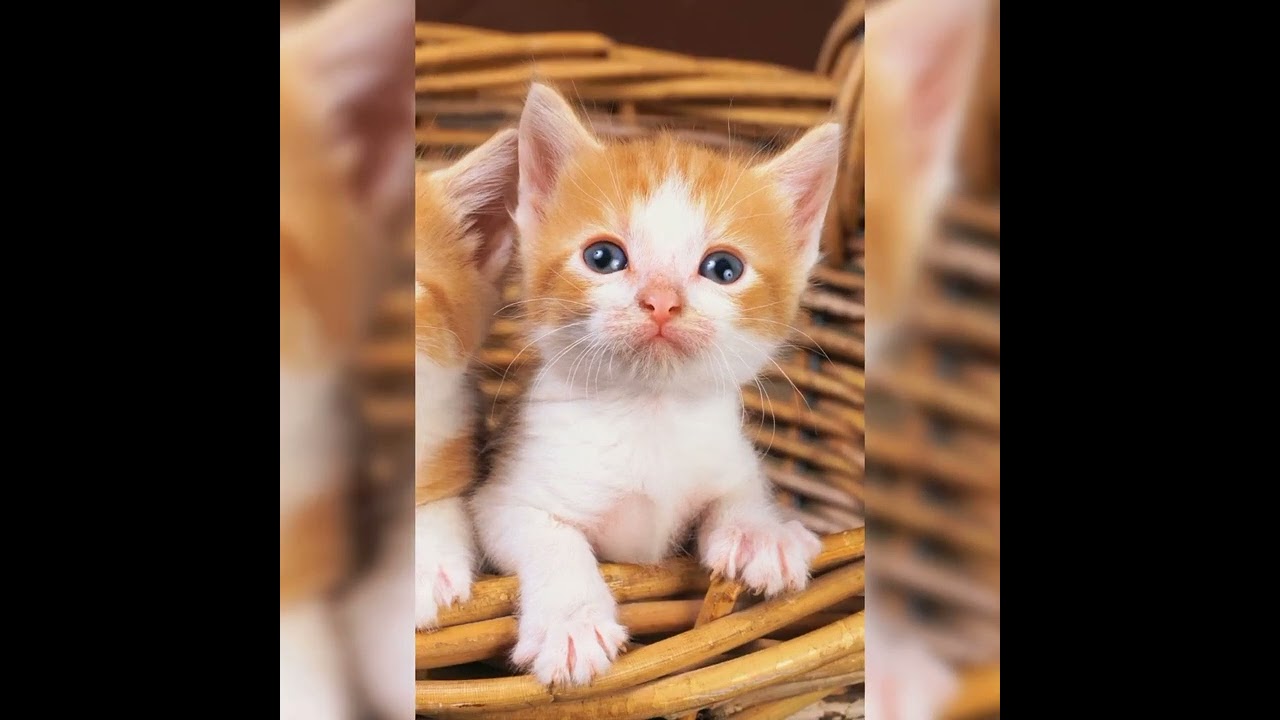 Beautiful cat photos 