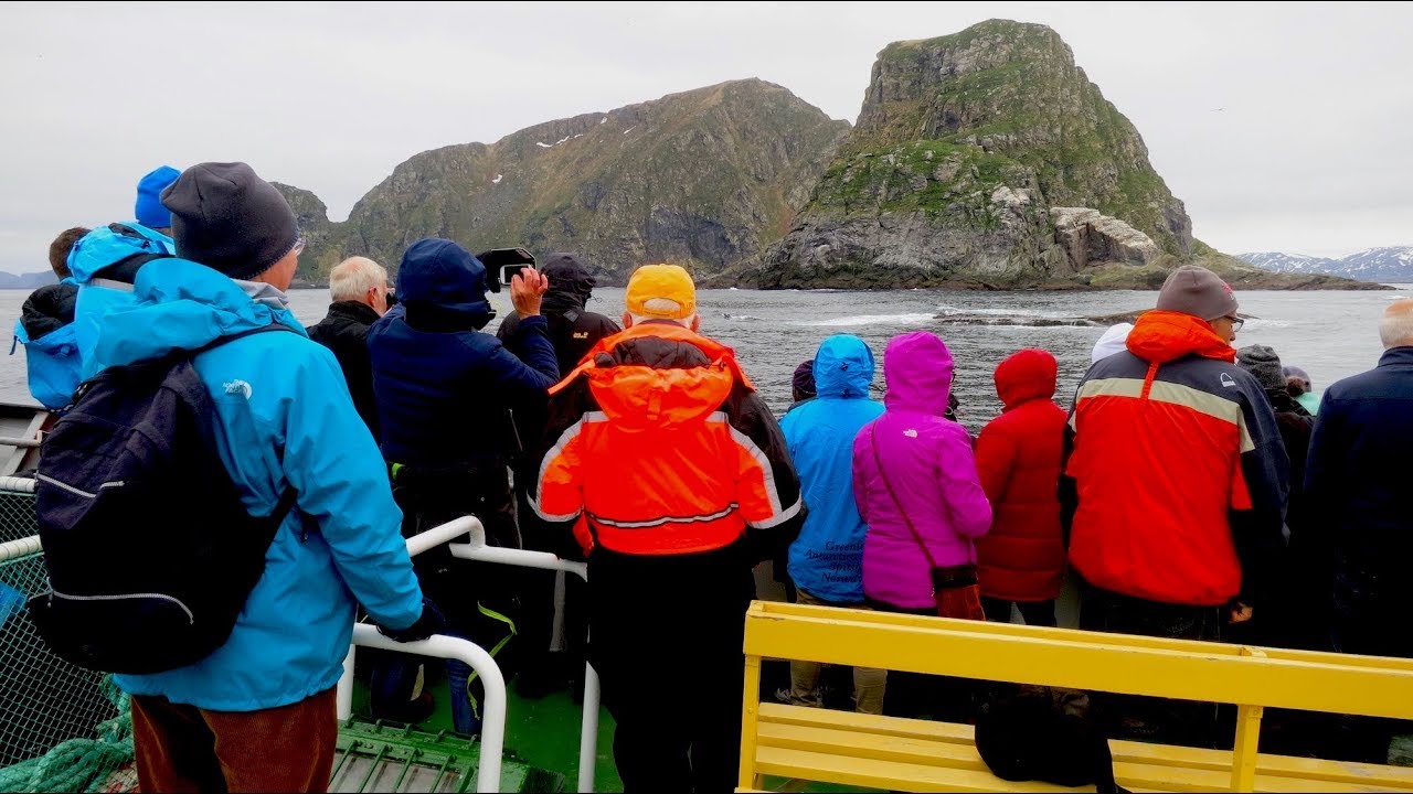 gjesvaer bird safari