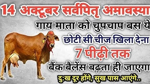 14 अक्टूबर सर्व पितृ अमावस्या गाय को चुपचाप खिला दें ये 1 चीज छोटी स#pradeep mishra