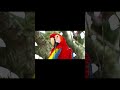 Beautiful Birds in Nature PART 4🕊️ | 4K HDR 60FPS Dolby Vision Mind Relaxing Shorts #Shorts