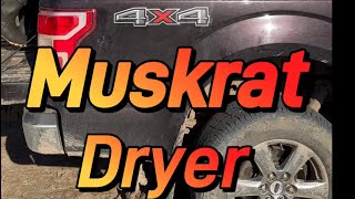 How to dry wet muskrats