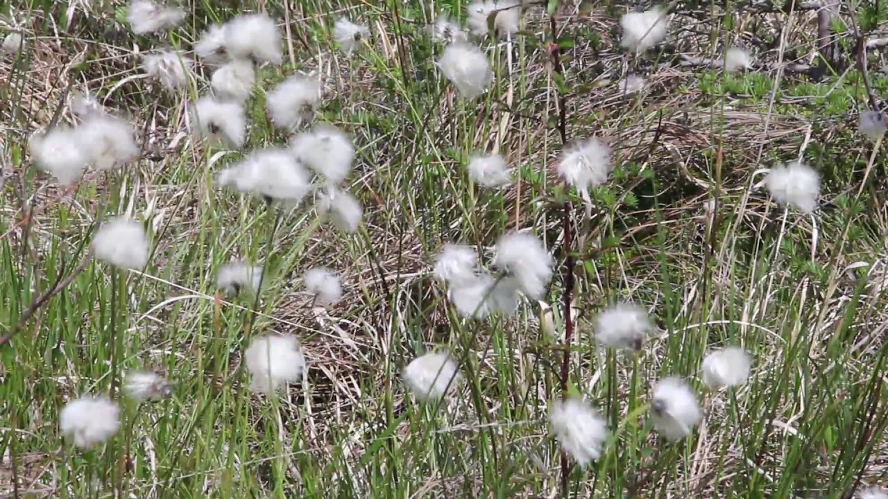 奥日光戦場ヶ原のワタスゲの花の群落 Youtube 奥日光戦場ヶ原のワタスゲの花の群落 Youtube