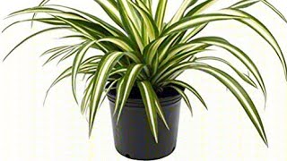 Spider plant grow from no root- How to plant spider plant (Chlorophytum comosum)