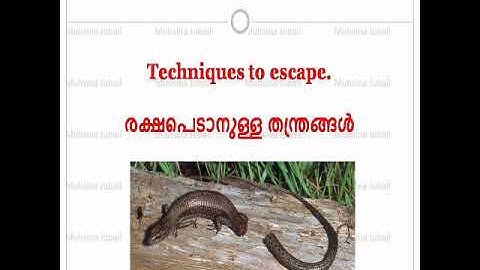 Techniques to escape from enemies. EVS Unit 2 Doodlebug to tusker.Std 3