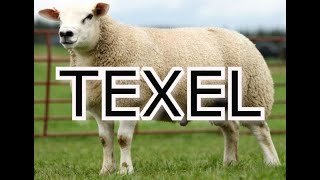 BORREGO DE RAZA TEXEL ( CARNICA )