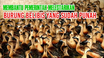 Berternak Burung Belibis Agar Tidak Punah