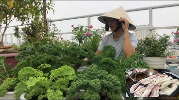 Thu Hoạch Cải Xoắn (Kale) - Ăn Cùng Thịt Ba Chỉ Nướng