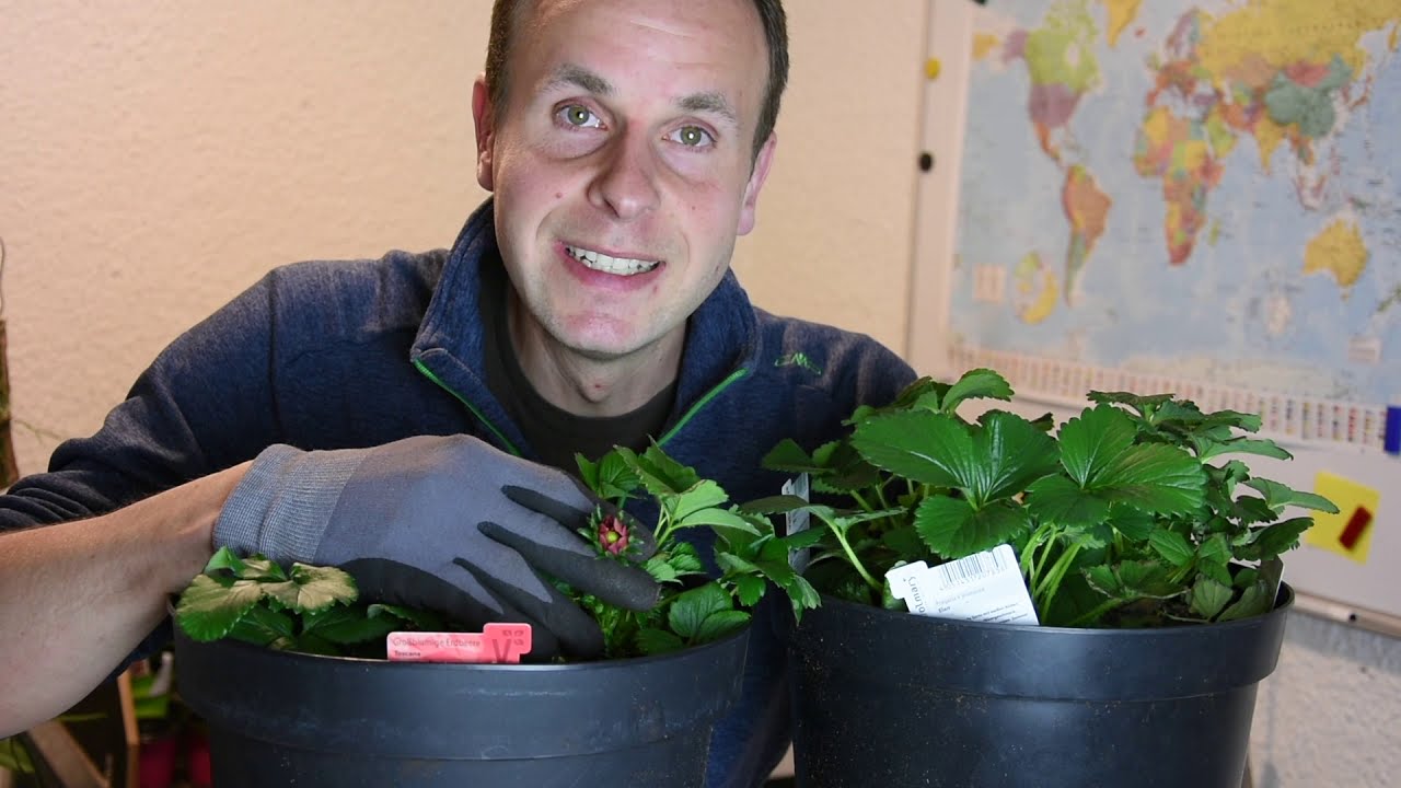 Mehr Erdbeeren ernten: Blüten, Wasser, Nährstoffe und Fruchtschutz