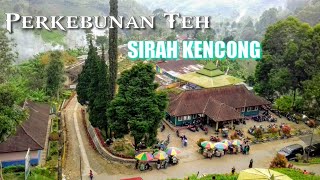 Wisata Perkebunan Teh Sirah Kencong Blitar  2019