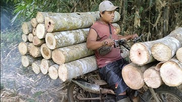 Ojek kayu beradu skill,joki Yamaha force one vs Rx King, muatan super berat dilibas dengan mudah