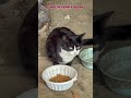 tom cats #videos#cat #shortvideo #youtube