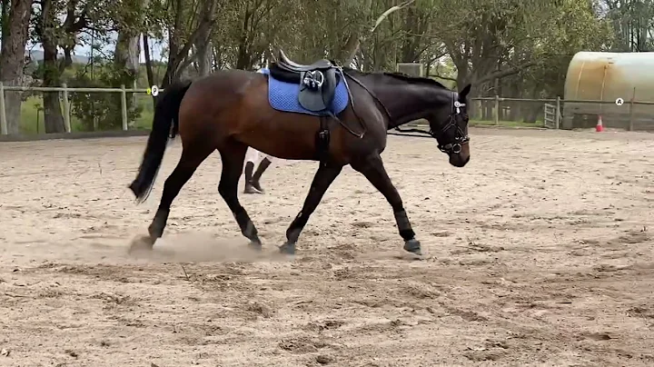 Caitlin Pritchard PCA B CERTIFICATE LUNGING EXAM