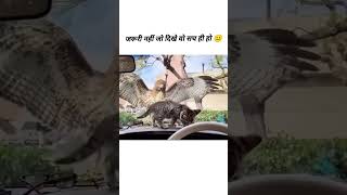 Eagle Caught Try To Cat