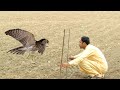 Quick eagle trap, Hawk trap, falcon trap made of two sticks || Raptors Today