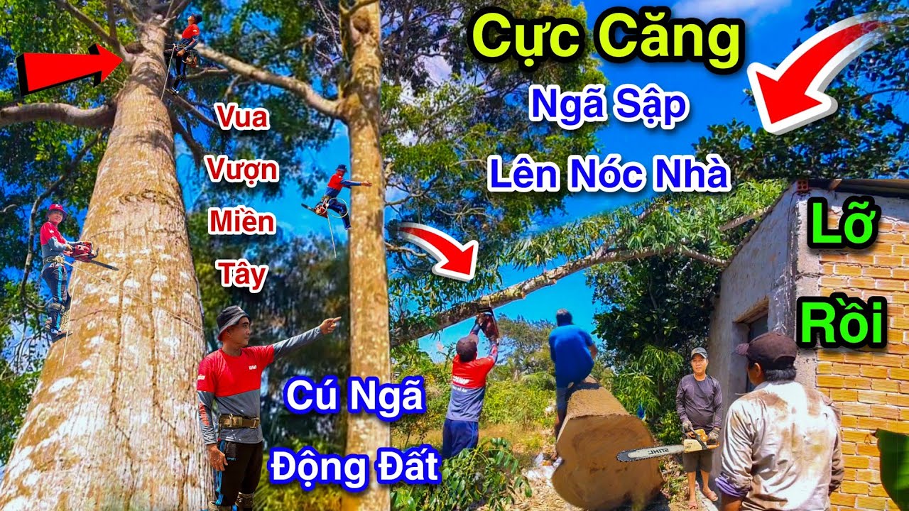 Cây Bạch Đàn Ngã Lên Nóc Nhà Tý Nữa Là Sập Nhà Vua Vượn Cưa Cây Sao Cú Ngã Sấm Chớp