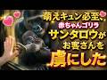 萌えキュン必至、赤ちゃんゴリラサンタロウがお客さんを虜にした【京都市動物園】