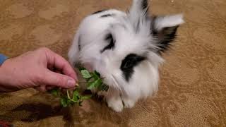 Lion Head Bunny 🐰