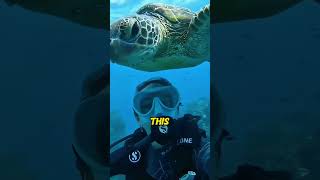 Amazing Sea Turtle Rescue! Tiny Hatchlings Begin Their Ocean Journey 🐢🌊