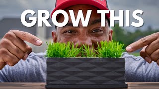 If you've Struggled to Overseed Bermuda, watch this video