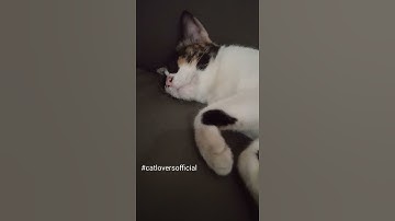 story suara Kucing ngorok