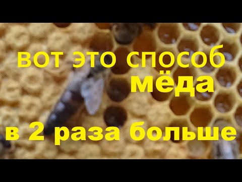 Видео: 3 способа выращивания кукурузы из семян