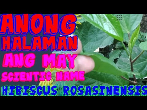 Video: Mga Karaniwang Uri ng Hibiscus: Ano Ang Iba't Ibang Uri Ng Halamang Hibiscus