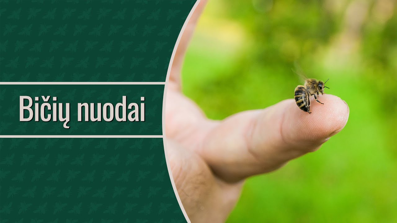 Bičių nuodai ir jų poveikis