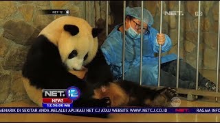 Perjuangan Induk Panda Melahirkan Bayi Kembar yang Menggemaskan - Net 12