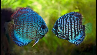 DISCUS FISH AGGRESSION | What You Can Do To Minimize Tank Stress