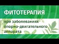 Фитотерапия при заболеваниях опорно-двигательного аппарата. Коксартроз