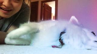 jnetlife : Dreaming Puppy and Dollar Haircut