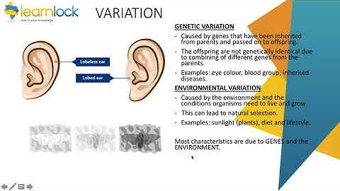 GCSE AQA Biology - B6 inheritance, variation and evolution - variation