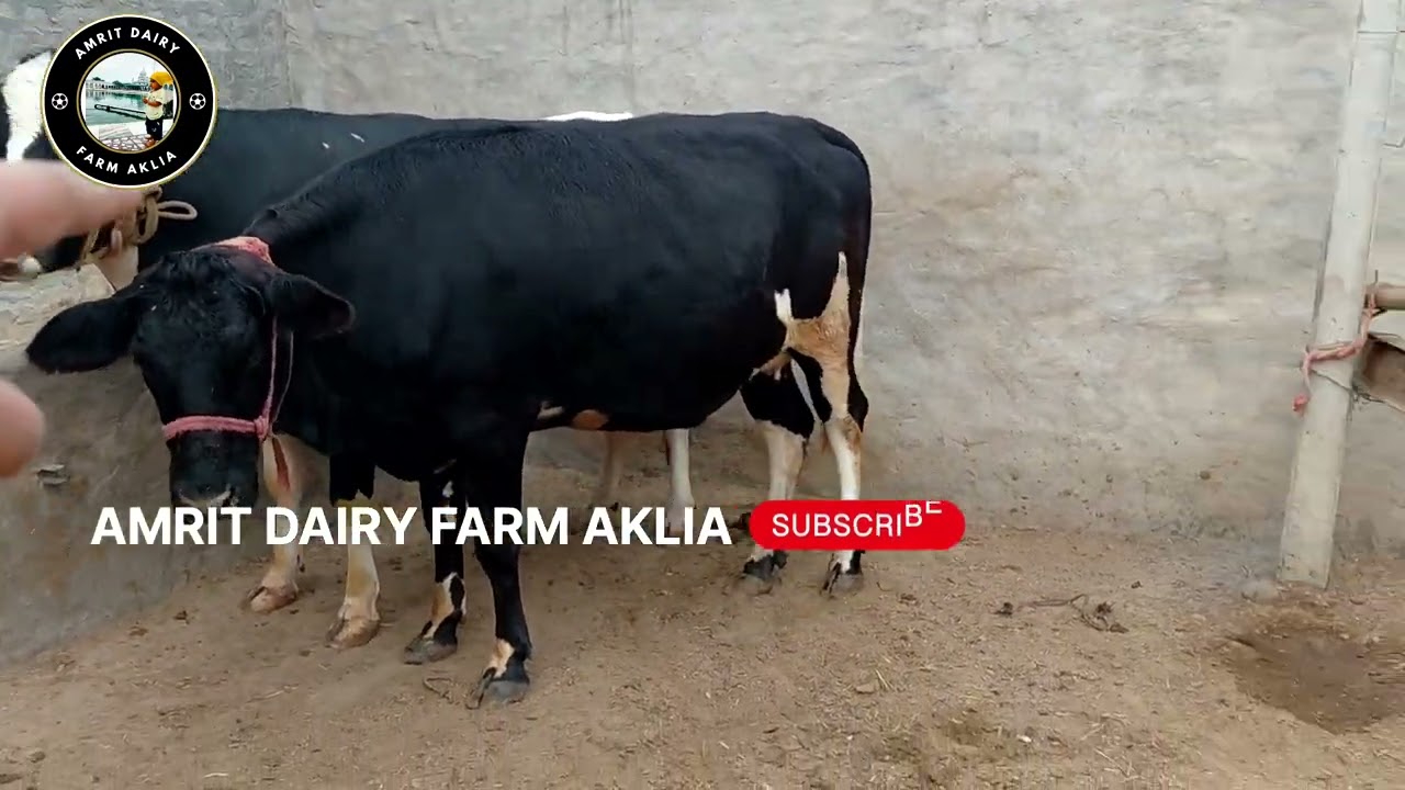 7717278251 ਚੰਗੀ ਵਿਹੜ ਪਹਿਲੇ ਸੂਏ ਪਿੰਡ ਧੌਲਾ #cow #dairyfarm #animals #animals 