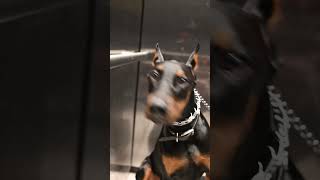 #doberman #family #shorts