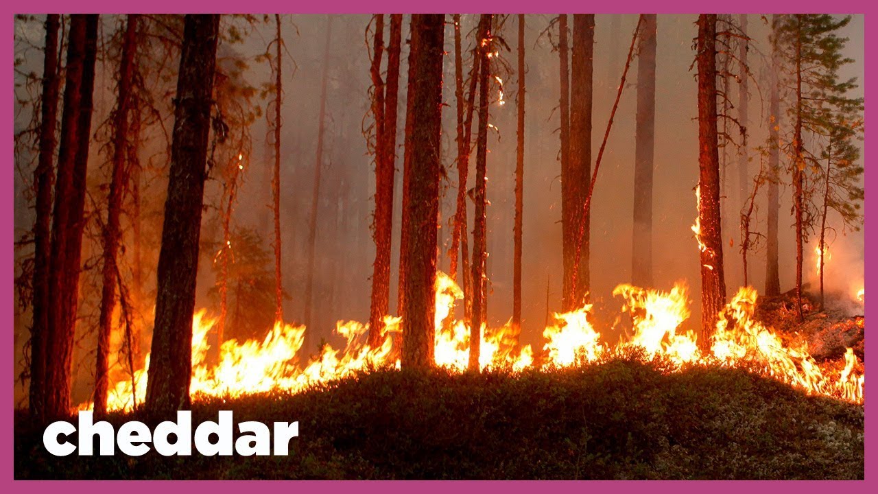 Why Forest Fires Are Igniting In Unexpected Places