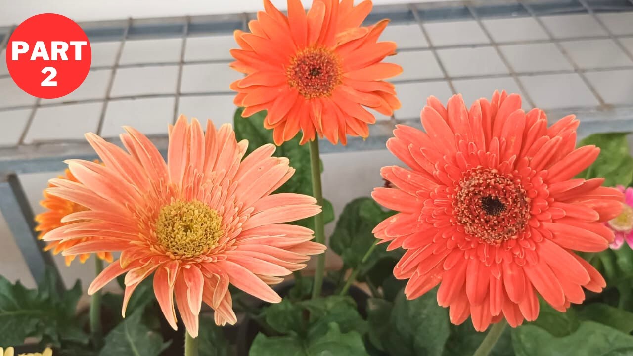 ജർബറ ചെടി  കേടുവന്ന് നശിക്കാതിരിക്കാൻ | Gerbera Plant Care
