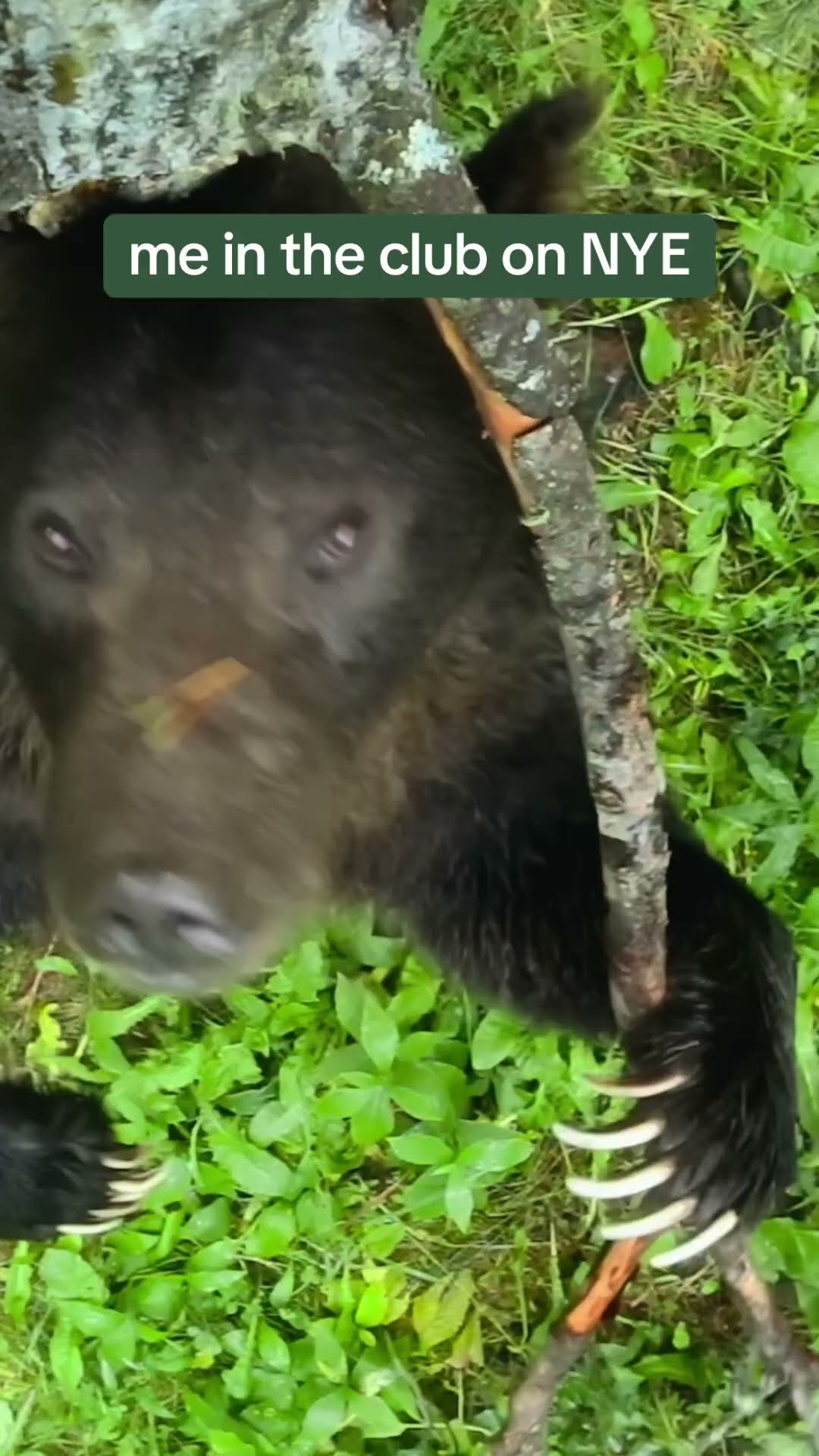 a real life jungle boogie ??? #FunnyAnimals #NYE