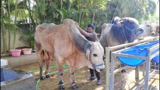 Rudra & Bhadra DVR memorial Bull's kanuru