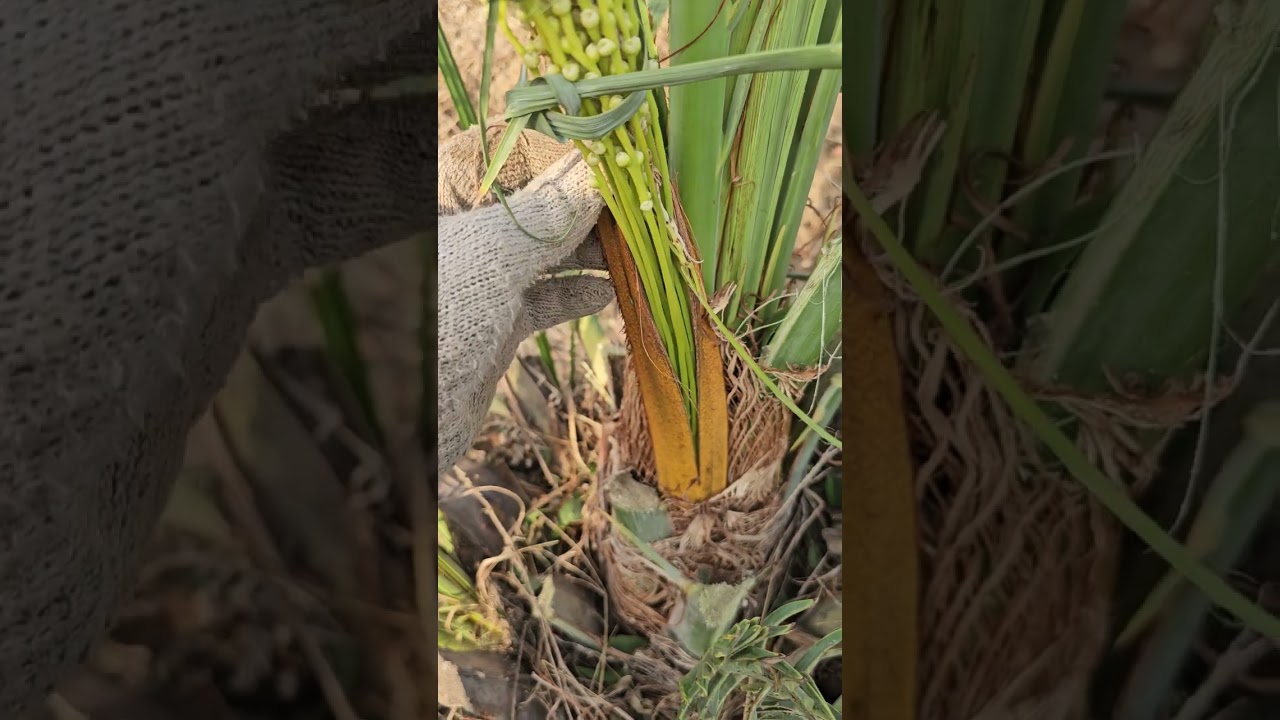 طريقة تلقيح النخل