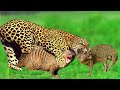 हे भगवान! तेंदुआ शिकार करता है और नेवले को मारता है | OMG! Leopard Hunt And Kill Mongoose